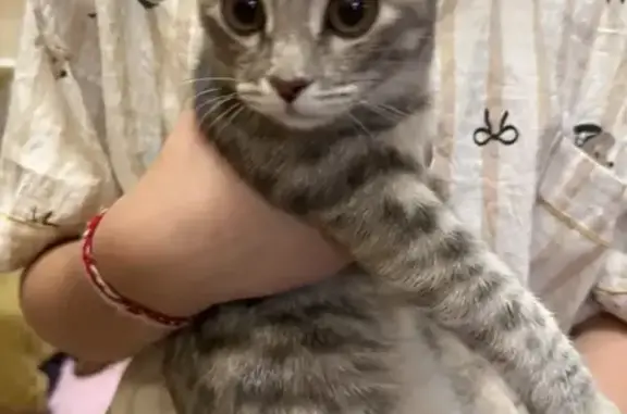 Найдена кошка, Тюмень, фото: Найдена кошка, Маршала Захарова, Тюмень — очень напугана