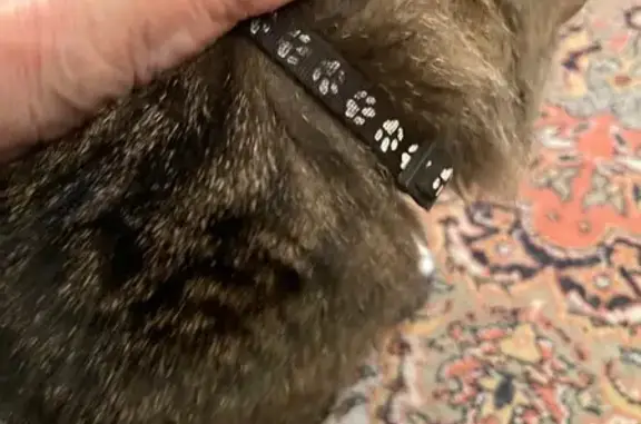 Найдена кошка, Санкт-Петербург, фото: Найдена кошка, Санкт-Петербург — серый окрас, зелёные глаза, чёрный ошейник