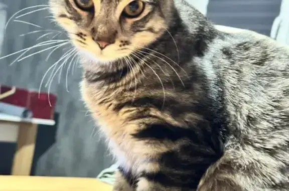 Пропала кошка, 4-й Чукотский, Краснодар — крупный кот до года, похож на мейн-куна - photo