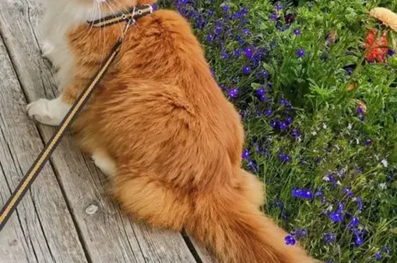 Кошки потеряшки, Сыктывкар, фото: Потеряшка кошка, Территория Дырносский СНТ Опытник, Сыктывкар — большой рыжий кот мейн-кун