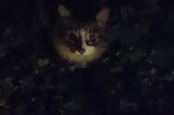Найдена кошка, Королёв, фото: Найдена кошка, Микрорайон Юбилейный (г Королёв), Лесная, д. 2/6, Королёв — ручная, не боится людей