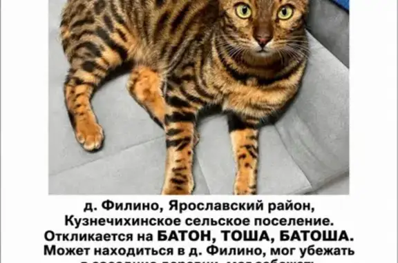 Объявления о пропавших и найденных животных, Филино, фото: Пропала кошка, Деревня Филино, Филино — бенгальской породы, откликается на Батон, Тоша, Батоша