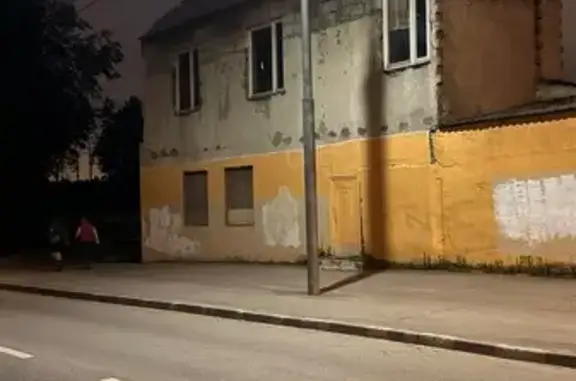 Найдена собака, Москва, фото: Найдена собака, Район Сокольники (г Москва), Поперечный, д. 33 9, Москва — белый джек-рассел-терьер, убежал в лес