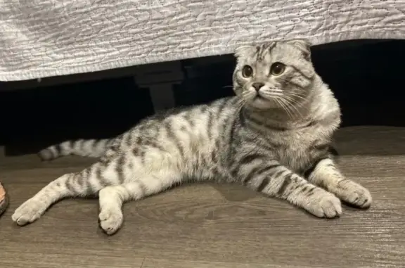 Найдена кошка, Ульяновск, фото: Найдена кошка, Район Ленинский (г Ульяновск), Минаева, д. 40, Ульяновск — ласковая, молодой кот