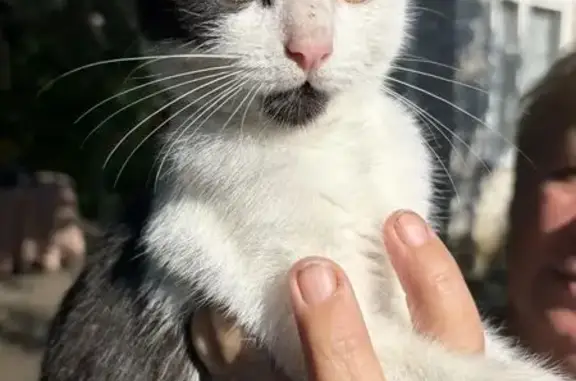 Найдена кошка, Анна, фото: Найдена кошка, Поселок городского типа Анна, Островского, д. 22, Анна — чёрная с белым, пятно на подбородке