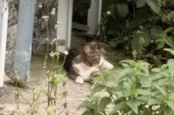 Найдена кошка, Пермь, фото: Найдена кошка, Район Мотовилихинский (г Пермь), Гагарина, д. 58а, Пермь — у кого потерялась кошка или кот?