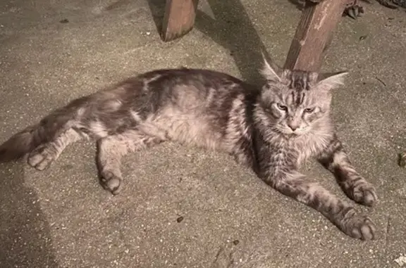 Найдена кошка, Махачкала, фото: Найдена кошка, Махачкала — мейн-кун, взрослый