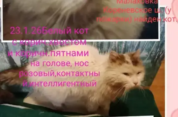 Найдена кошка, Поселок городского типа Малаховка (г Люберцы), Люберцы — белая пушистая, с коричневым пятном на боку - photo