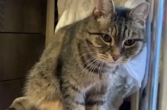 Пропала кошка, Верхосунская, д. 21, Киров — кот Бусяш, 13 лет, в сером ошейнике - photo