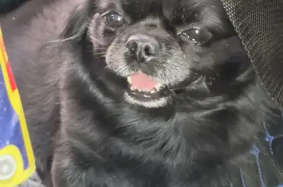 Пропала собака, Йошкар-Ола — чёрный чихуахуа, упитанный, с белым галстуком на груди - photo