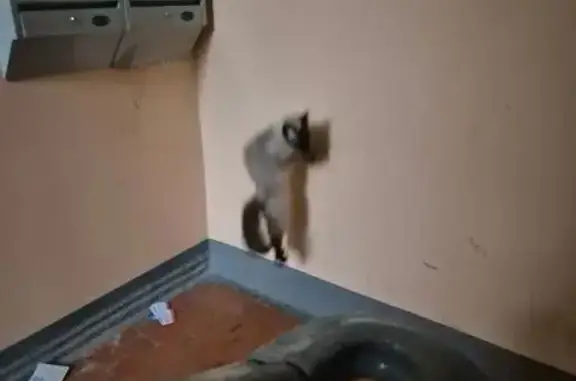 Найдена кошка, Екатеринбург, фото: Найдена кошка, Район Орджоникидзевский (г Екатеринбург), Орджоникидзе, д. 10, Екатеринбург — сиамский котёнок, очень стрессует