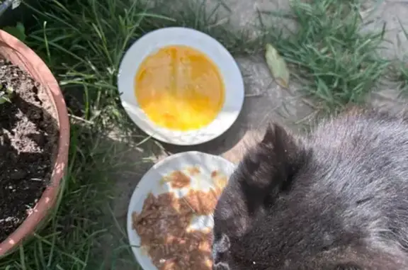 Пропала кошка, Олега Кошевого, Чебоксары — чёрная с жёлтыми глазами - photo