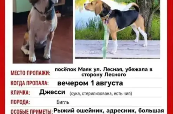Объявления о пропавших и найденных животных, Одинцово, фото: Пропала собака, Территория СНТ Раменка-2 (г Одинцово), д. 39, Одинцово