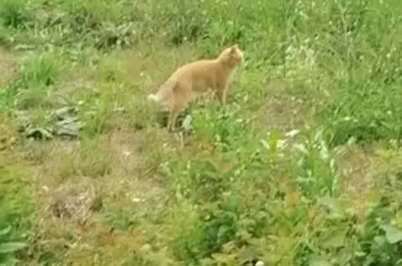 Найдена кошка, Томск, фото: Найдена кошка, район Черных 4*, Томск — красивый котик с белым кончиком хвоста