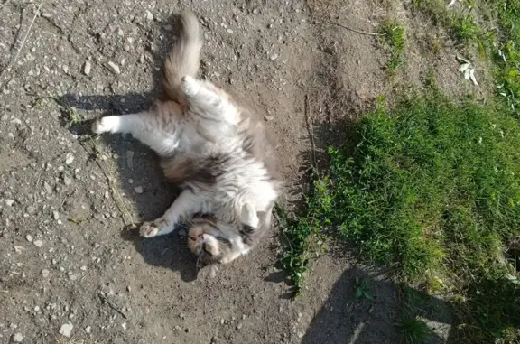 Пропала кошка, Иваново, Степанова, д. 2 — трехцветная, убежала у магазина сувениры - photo