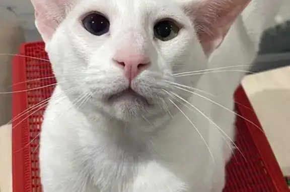 Объявления о пропавших и найденных животных, Карпинск, фото: Пропала кошка, Трудовая, д. 15, Карпинск — большие уши, разные глаза, Беляш