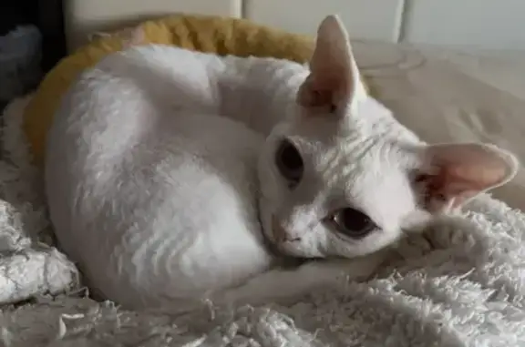 Кошки потеряшки, Владимир, фото: Потеряшка кошка, Владимир, Студенческая, д. 6б — белый кот с короткой шерстью и голубыми глазами