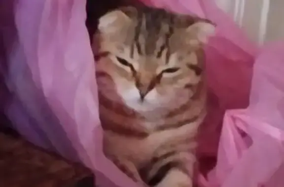 Пропала кошка, Москва, Осенний, д. 10 2 — рыжая, вислоухая - photo