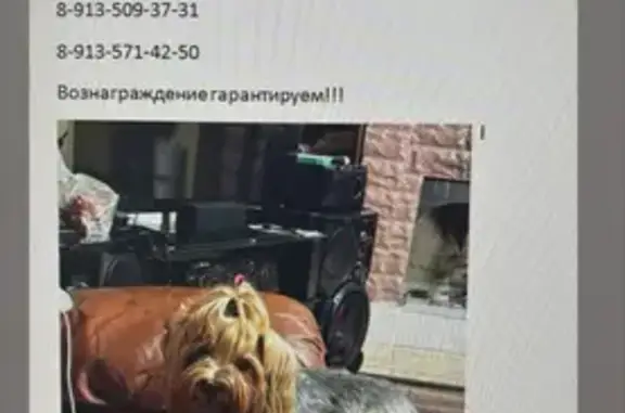 Пропала собака, Сиреневая, Канск — серый окрас, хвостик на голове - photo