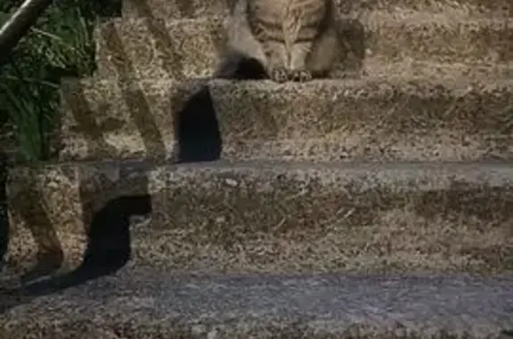 Найдена кошка, Калининград, фото: Найдена кошка, Калининград — пушистая, серебристая с полосками на лапах