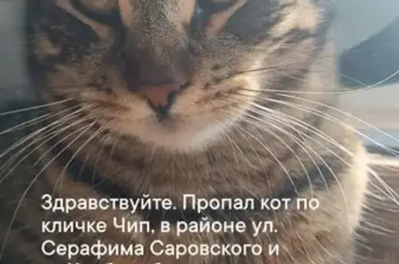 Пропала кошка, Станица Натухаевская (г Новороссийск), Преподобного Серафима Саровского, д. 16, Новороссийск — откликается на имя Чип - photo