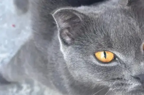Найдена кошка, Видное, фото: Найдена кошка, Видное, Ленинского Комсомола, д. 12 — ласковая, боится всего