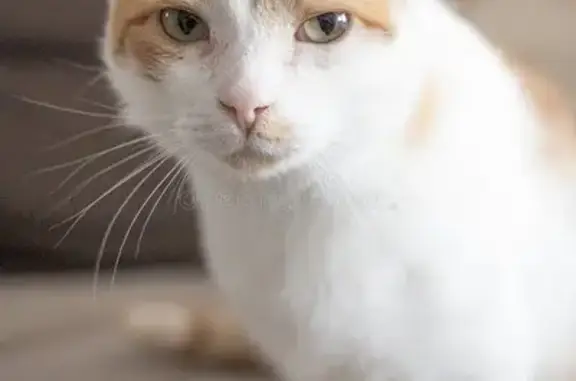 Пропала кошка, им. Сидоренко, Краснодар — белорыжая, не кастрирована - photo