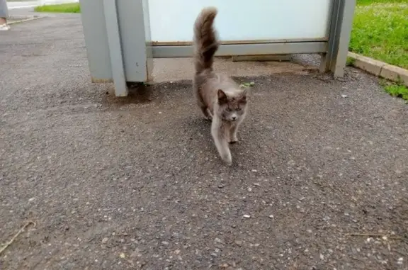 Найдена кошка, Уфа, фото: Найдена кошка, Новая Максимовка, Уфа — серый пушистый котик у магазина «Магнит»