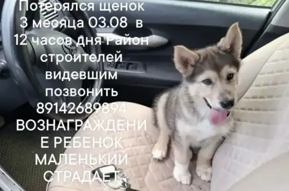 Пропала собака, Дзержинского, д. 51, Якутск — на хвосте 3 чёрных пятна - photo