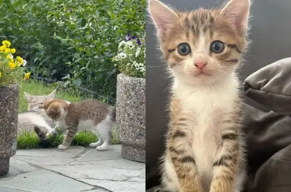 Маленькая, шустрая, кушает очень хорошо. На свое имя пока не отзывается. На руки дается. Вознаграждение за нахождение