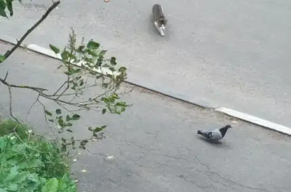 Найдена кошка, Солнечногорск, фото: Найдена кошка, Солнечногорск, Садовая, Солнечногорск — подросток, ручная