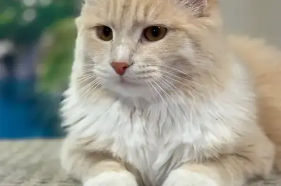 Объявления о пропавших и найденных животных, Красноярск, фото: Пропала кошка, Территория снт Вега (поселок Минино) (г Красноярск), д. 105, Красноярск — молодой пушистый кот
