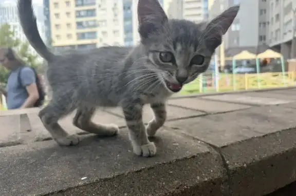 Кошка ищет дом, Уфа, Сочинская, д. 12 — ласковая - photo