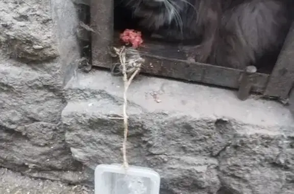 Найдена кошка, Санкт-Петербург, фото: Найдена кошка, Подвойского, д. 20 1, Санкт-Петербург — серый пушистый, сидит у подвала