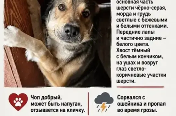 Пропала собака, Серов, Циолковского, д. 70 — откликается на кличку Чоп - photo