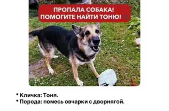 Пропала собака, Иваново, 2-й Спортивный, д. 4 — длинные ногти, брезентовый ошейник - photo