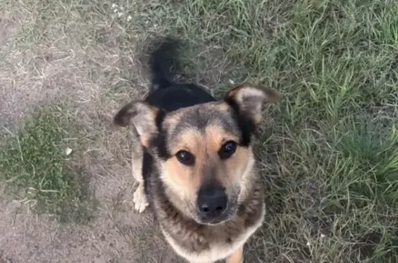 Найдена собака, Бима, фото: Найдена собака, Село Бима, Зеленая, Бима — молодой пёс, знает команды