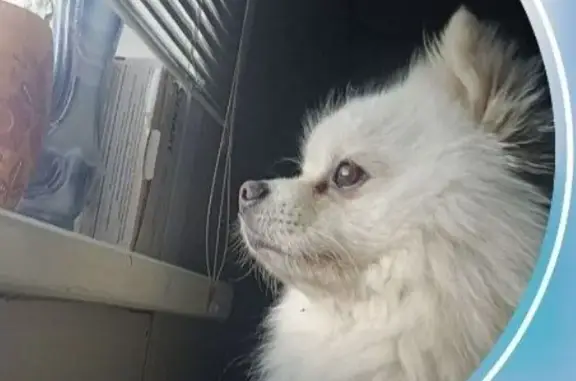 Потерянные животные Искитим, фото: Пропала собака, село Лебедевка, Искитим — немецкий шпиц, белый окрас, чёрный ошейник