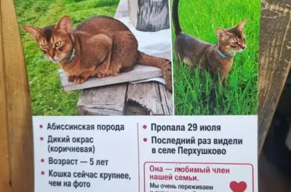 Пропала кошка, Село Перхушково (г Одинцово), Одинцово - photo