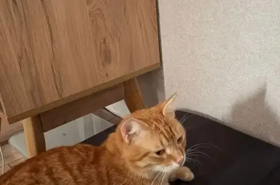 Найдена кошка, Ставрополь, фото: Найдена кошка, Чапаева, д. 4/1в, Ставрополь — с кислотно-зелёным ошейником