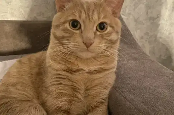 Пропала кошка, Посохова, д. 24, Ярославль — рыжий кот, крупного размера - photo