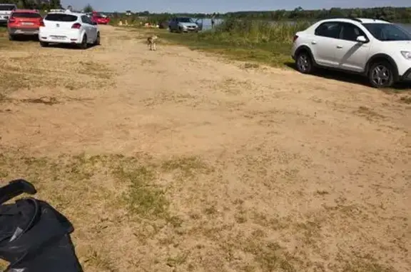 Найдена собака, Городня, фото: Найдена собака, Село Городня, Городня — похожа на лайку, бегает уже несколько недель
