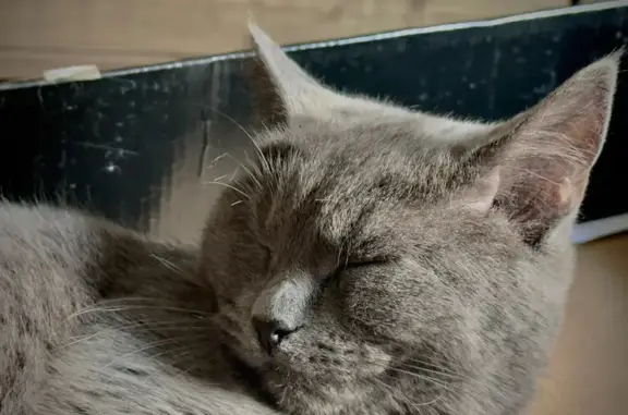 Объявления о пропавших и найденных животных, Воронеж, фото: Пропала кошка, Воронеж, Броневая, д. 8 — 2 года, янтарно-жёлтые глаза
