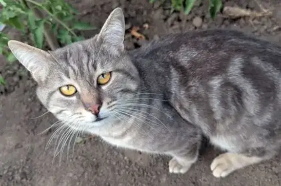 Объявления о пропавших и найденных животных, Кантышево, фото: Пропала кошка, Село Кантышево, Эги Гасарова, Кантышево — светло-серая, с узорами