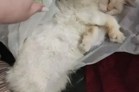 Пропала кошка, Владимир, Суздальский, д. 17а — кот 15 лет, старенький - photo