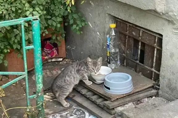Объявления о пропавших и найденных животных, Воронеж, фото: Найдена кошка, Ленина, Воронеж — котенок-подросток, боится всего