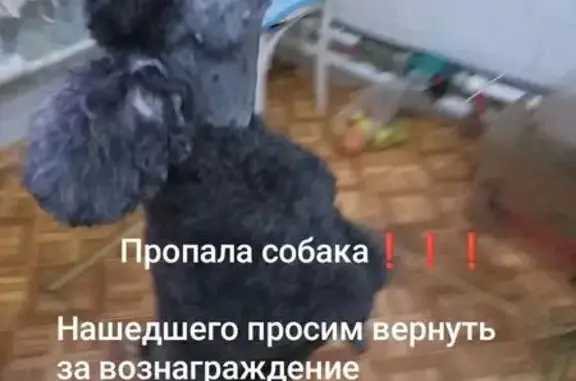 Пропала собака, 14-я линия, Ростов-на-Дону — серый, аккуратно подстриженный пудель - photo