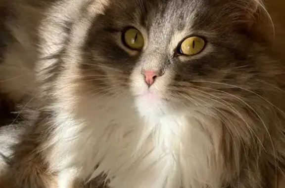 Пропала кошка, Объездное, Домодедово — пропала 4 августа, возможно попала под машину - photo