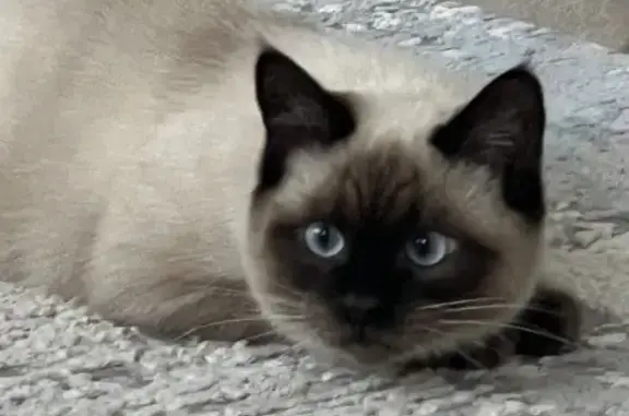 Пропала кошка, Соловьиная, Тамбов — коту нет ещё года - photo