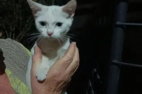 Найдена кошка, Ставрополь, фото: Найдена кошка, Ставрополь, Серова, д. 2/3 — белый котёнок около 2 месяцев